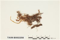 藏品(錦葉苔屬)的圖片